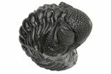 Wide, Enrolled Morocops Trilobite - Morocco #224113-1